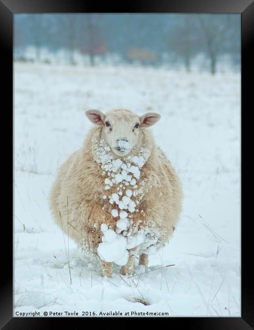 Winter Sheep Framed Print by Peter Towle