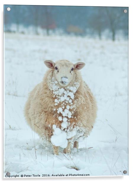 Winter Sheep Acrylic by Peter Towle