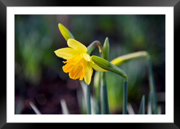 Daffodils  Framed Mounted Print by Shaun Jacobs