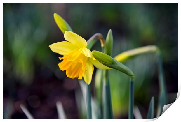 Daffodils  Print by Shaun Jacobs
