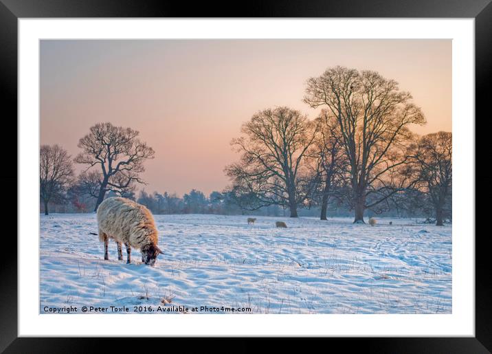 Sheep in a snowy landscape. Framed Mounted Print by Peter Towle