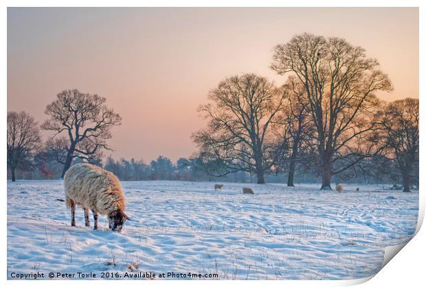 Sheep in a snowy landscape. Print by Peter Towle