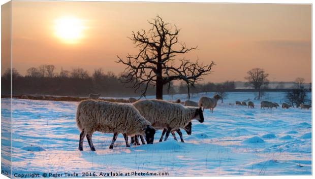 Winter scene..sheep Canvas Print by Peter Towle