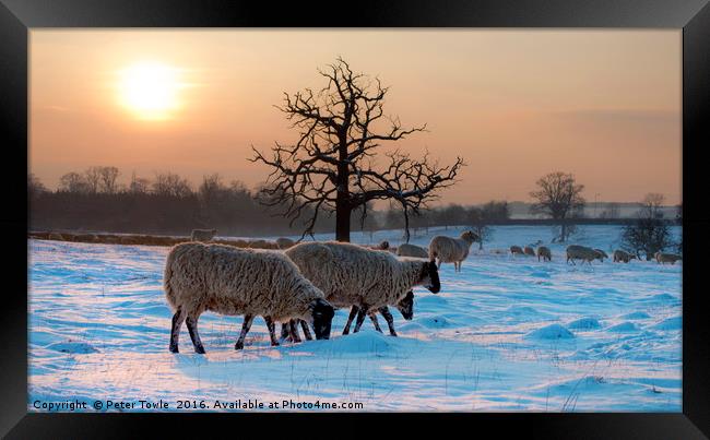 Winter scene..sheep Framed Print by Peter Towle