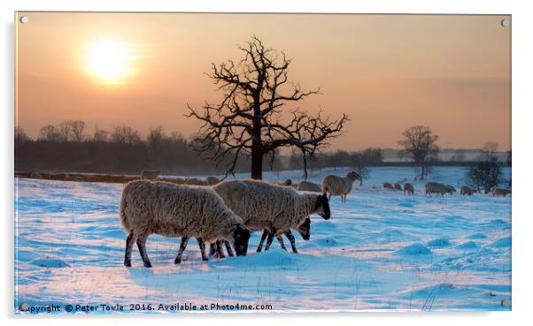 Winter scene..sheep Acrylic by Peter Towle