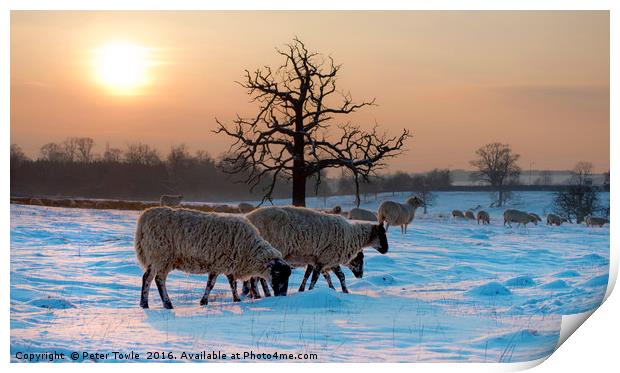 Winter scene..sheep Print by Peter Towle