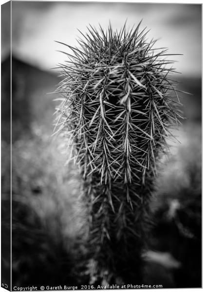 Fish Hook Cactus, Superstition Mountains, Arizona Canvas Print by Gareth Burge Photography