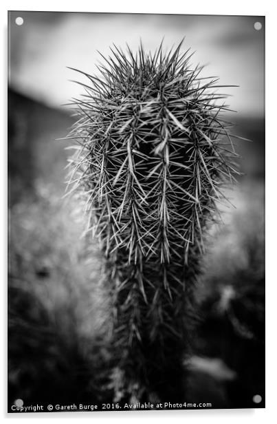 Fish Hook Cactus, Superstition Mountains, Arizona Acrylic by Gareth Burge Photography