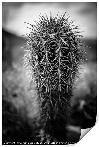 Fish Hook Cactus, Superstition Mountains, Arizona Print by Gareth Burge Photography