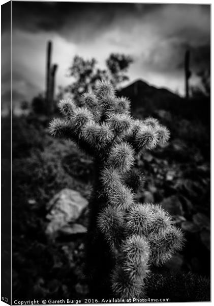 Cholla Cactus, Superstition Mountains, Arizona Canvas Print by Gareth Burge Photography