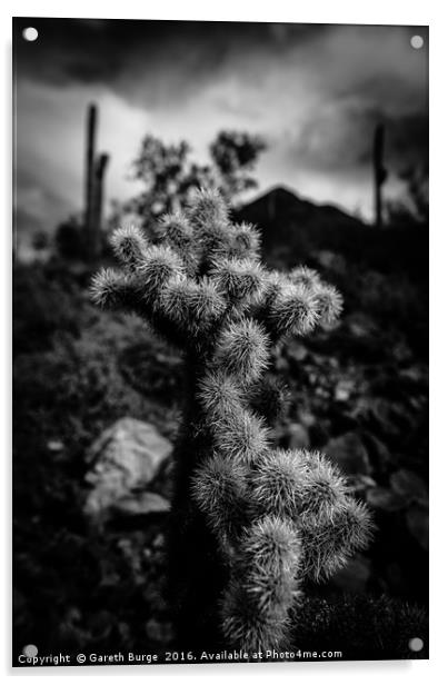 Cholla Cactus, Superstition Mountains, Arizona Acrylic by Gareth Burge Photography