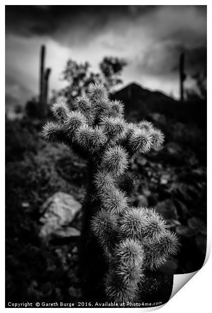 Cholla Cactus, Superstition Mountains, Arizona Print by Gareth Burge Photography