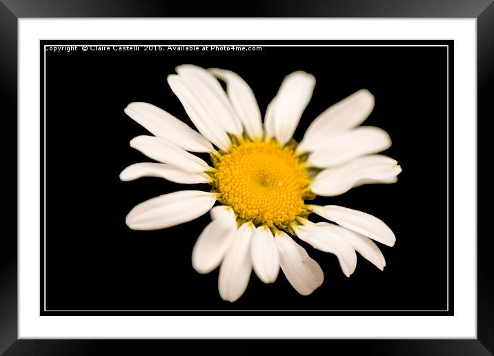 Daisy, Daisy Framed Mounted Print by Claire Castelli