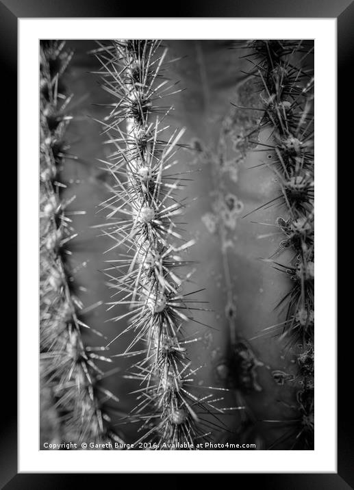 Saguaro Cactus, Superstition Mountains, Arizona Framed Mounted Print by Gareth Burge Photography