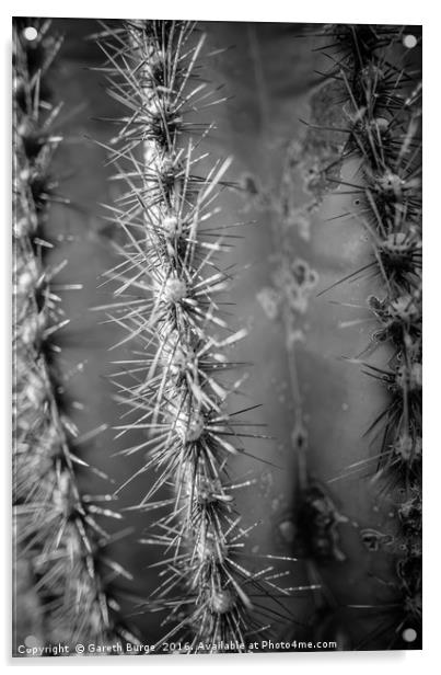 Saguaro Cactus, Superstition Mountains, Arizona Acrylic by Gareth Burge Photography