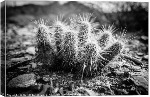 Juvenile Cholla Cactus, Superstition Mountains Canvas Print by Gareth Burge Photography