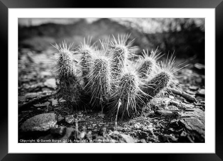 Juvenile Cholla Cactus, Superstition Mountains Framed Mounted Print by Gareth Burge Photography