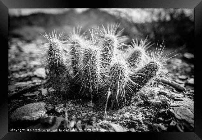 Juvenile Cholla Cactus, Superstition Mountains Framed Print by Gareth Burge Photography