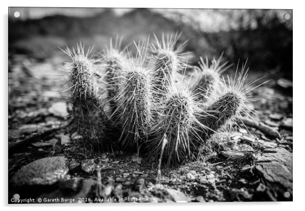 Juvenile Cholla Cactus, Superstition Mountains Acrylic by Gareth Burge Photography