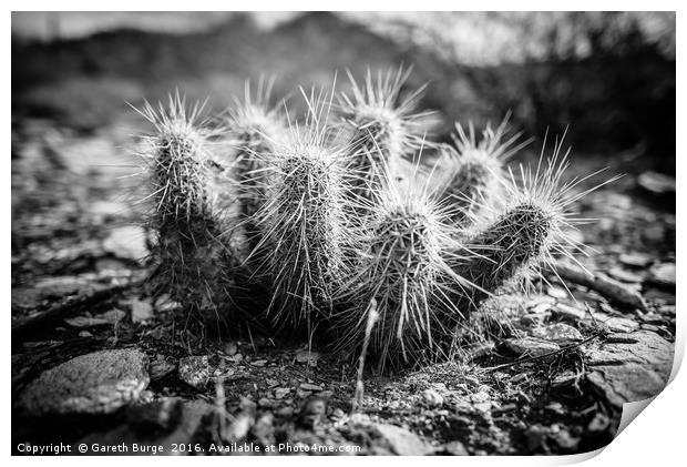 Juvenile Cholla Cactus, Superstition Mountains Print by Gareth Burge Photography