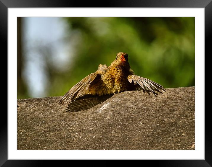    robin with heatstroke                           Framed Mounted Print by chris elgood