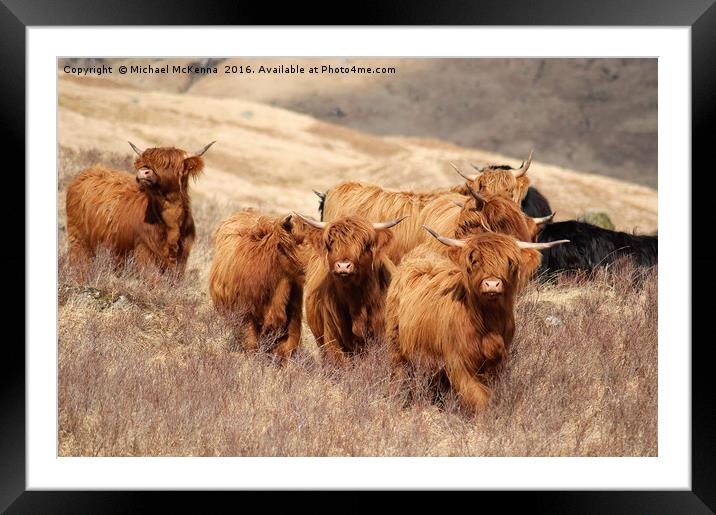 Highland Cattle Framed Mounted Print by Michael McKenna