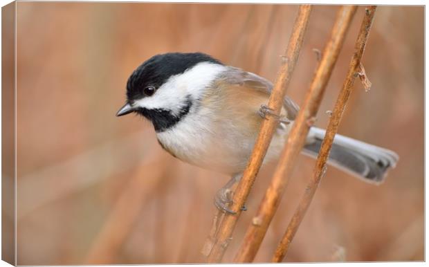 "Contemplative Chickadee" Canvas Print by Jerome Cosyn