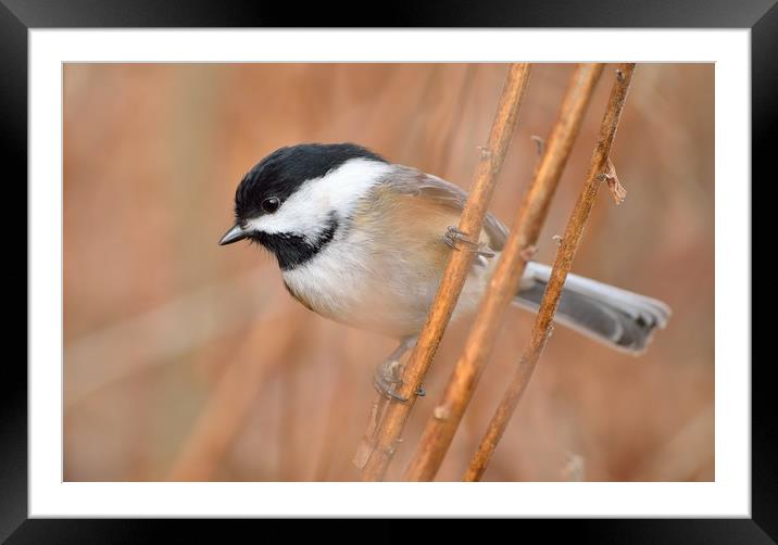"Contemplative Chickadee" Framed Mounted Print by Jerome Cosyn