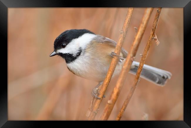 "Contemplative Chickadee" Framed Print by Jerome Cosyn