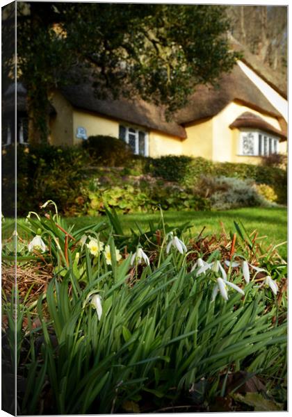 Snowdrops at Selworthy Canvas Print by graham young