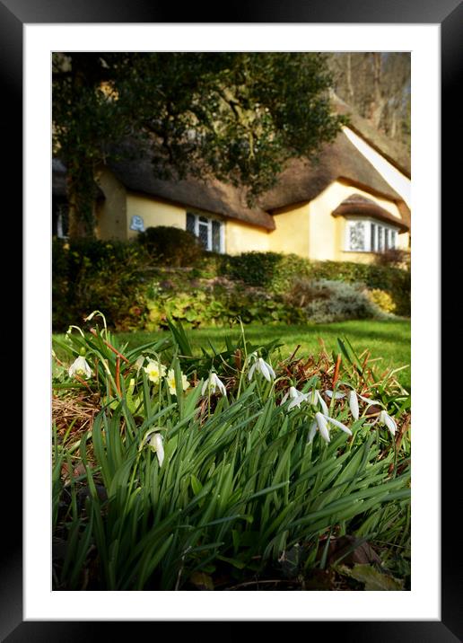 Snowdrops at Selworthy Framed Mounted Print by graham young