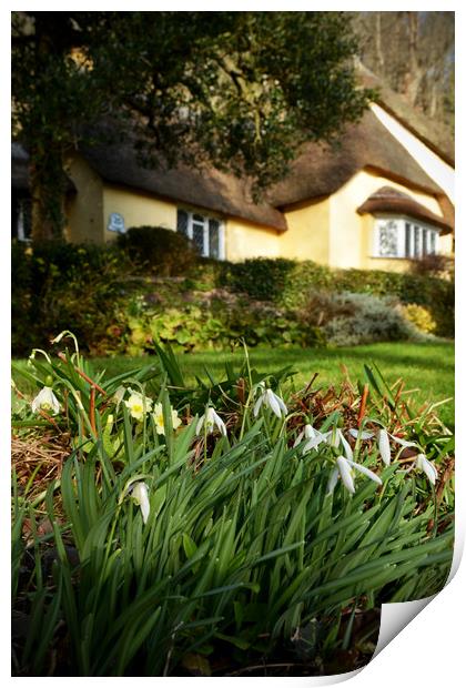Snowdrops at Selworthy Print by graham young