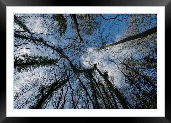 Loamhole Dingle Treetops Framed Mounted Print by rawshutterbug 