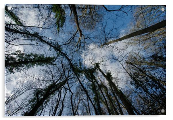 Loamhole Dingle Treetops Acrylic by rawshutterbug 