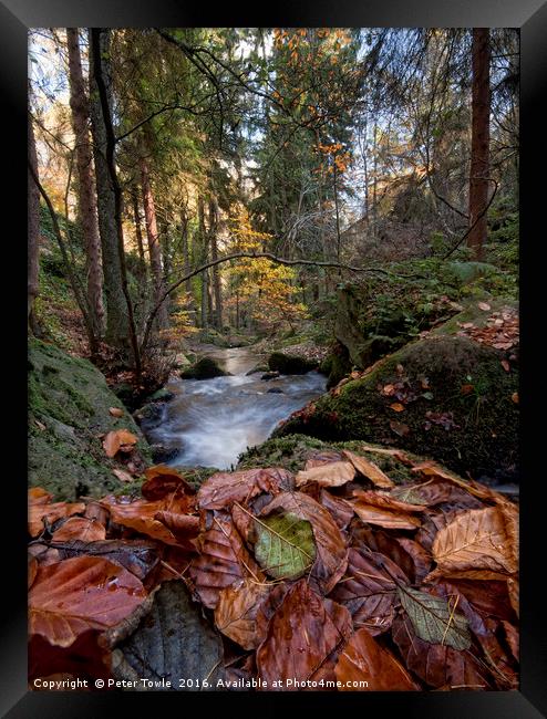 Wyming Brook Autumn Colours Framed Print by Peter Towle