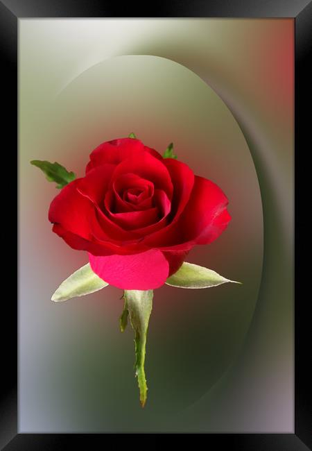 Red rose Framed Print by Marinela Feier