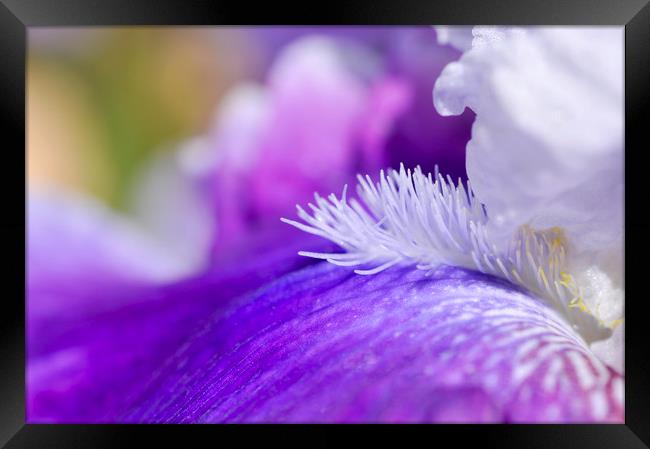 Purple bearded Iris Framed Print by Andrew Kearton