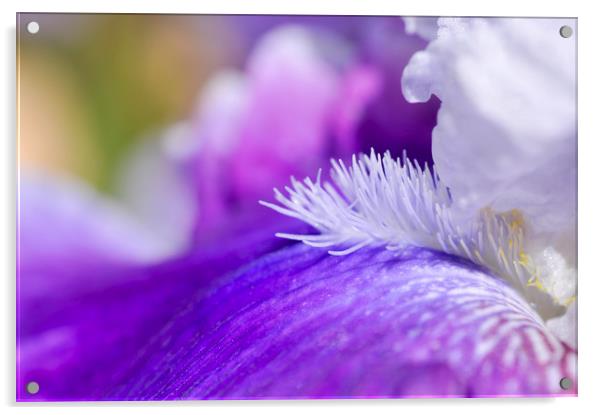 Purple bearded Iris Acrylic by Andrew Kearton