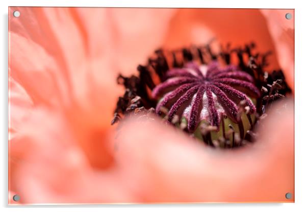 Peachy Poppy Acrylic by Andrew Kearton