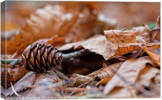 Fir cone in autumn Canvas Print by Peter Towle