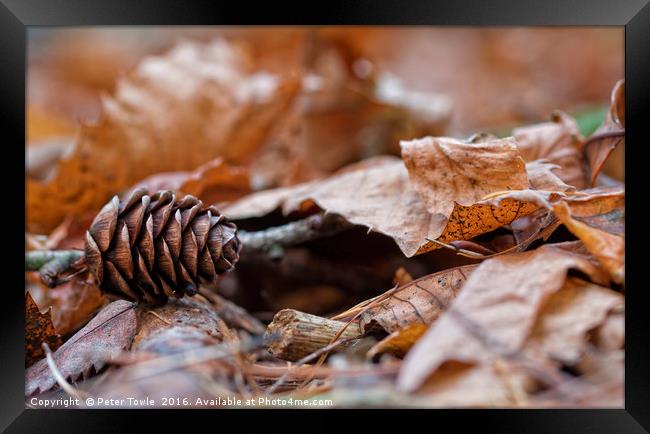 Fir cone in autumn Framed Print by Peter Towle