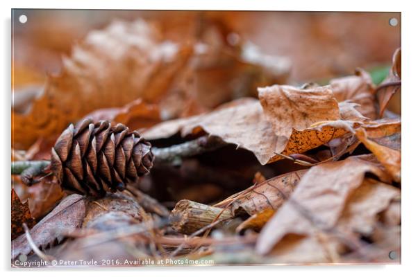 Fir cone in autumn Acrylic by Peter Towle