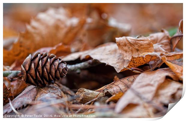 Fir cone in autumn Print by Peter Towle