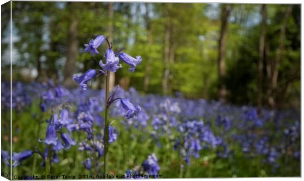 Bluebell Wood Canvas Print by Peter Towle