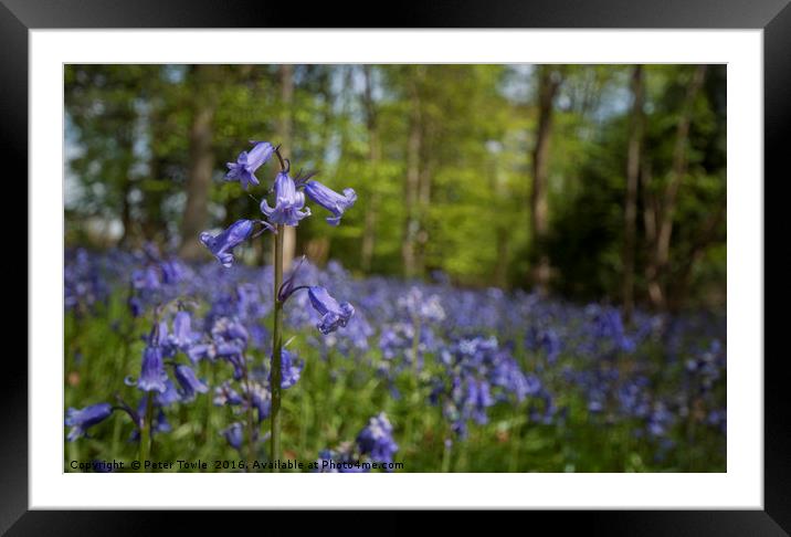 Bluebell Wood Framed Mounted Print by Peter Towle