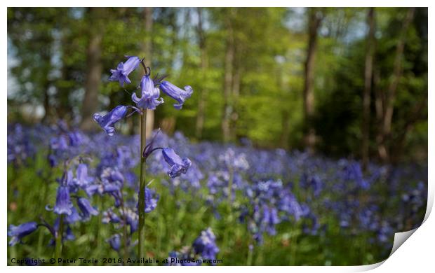 Bluebell Wood Print by Peter Towle