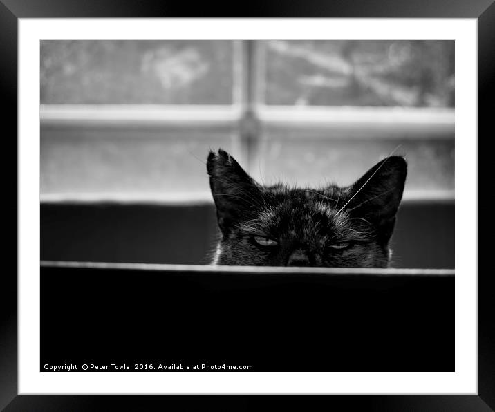 Peek a boo cat Framed Mounted Print by Peter Towle