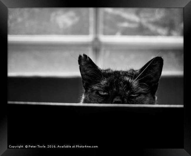 Peek a boo cat Framed Print by Peter Towle