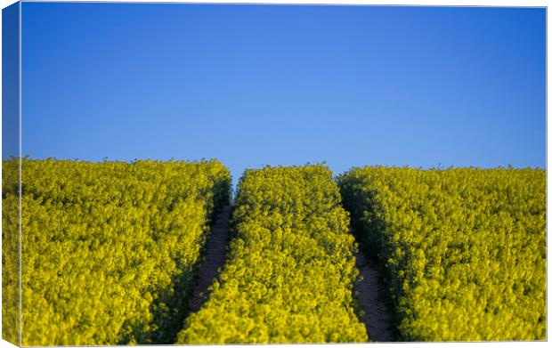 Rapeseed field  Canvas Print by Shaun Jacobs