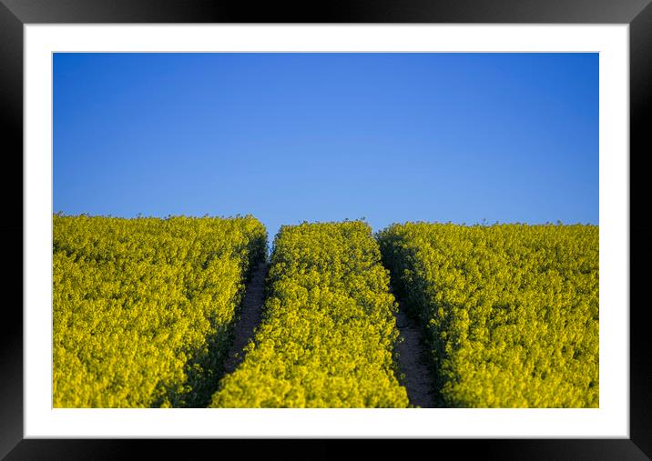Rapeseed field  Framed Mounted Print by Shaun Jacobs